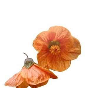 Abutilon Naranjo Arbusto Ornamental Flor