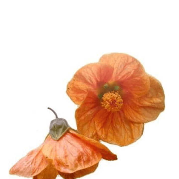 Abutilon Naranjo Arbusto Ornamental Flor 1