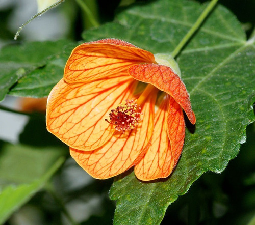 Abutilon Naranjo Arbusto Ornamental Flor 2
