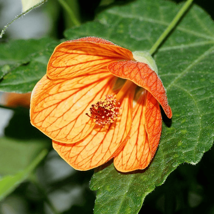 Abutilon Naranjo Arbusto Ornamental Flor 2