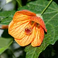 Abutilon Naranjo Arbusto Ornamental Flor - Miniatura 2