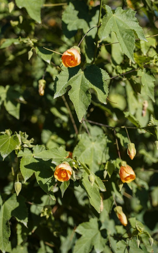 Abutilon Naranjo Arbusto Ornamental Flor 3