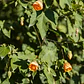 Abutilon Naranjo Arbusto Ornamental Flor - Miniatura 3