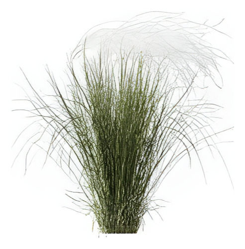 Estipa Stipa Tenuissima Planta Ornamental 1