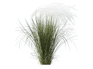 Estipa Stipa Tenuissima Planta Ornamental