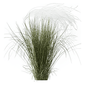 Estipa Stipa Tenuissima Planta Ornamental