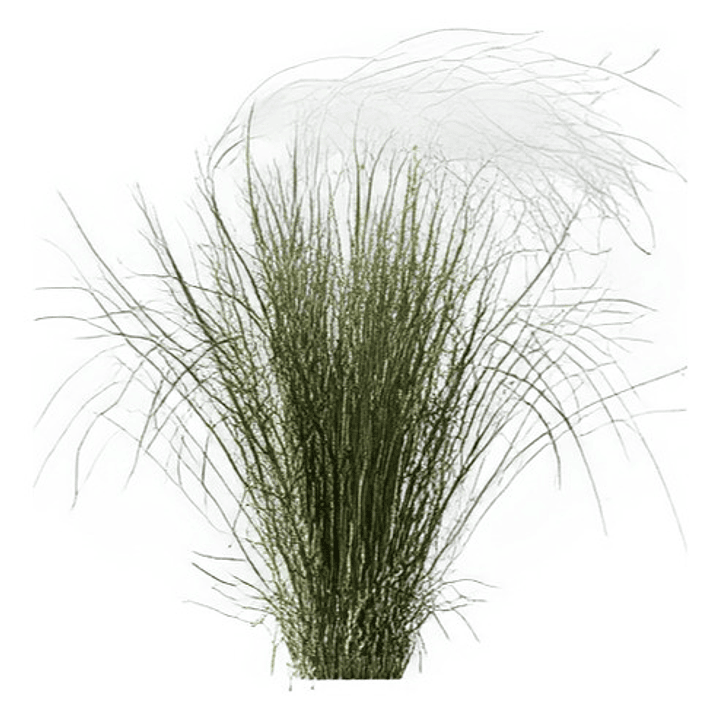 Estipa Stipa Tenuissima Planta Ornamental 1