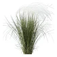 Estipa Stipa Tenuissima Planta Ornamental - Miniatura 1