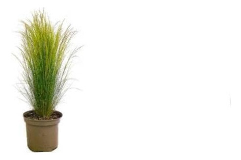 Estipa Stipa Tenuissima Planta Ornamental 2