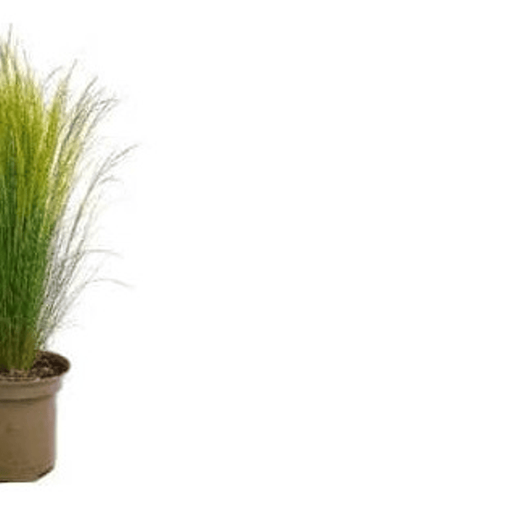 Estipa Stipa Tenuissima Planta Ornamental 2