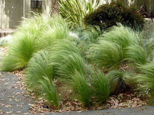 Estipa Stipa Tenuissima Planta Ornamental 3