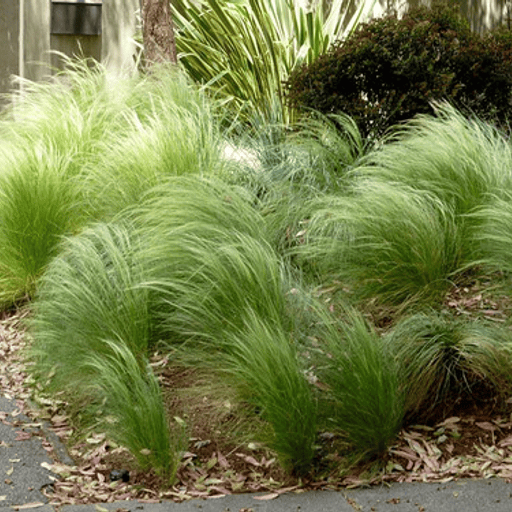 Estipa Stipa Tenuissima Planta Ornamental 3