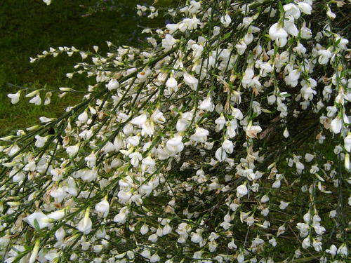 Retamo Blanco Planta Ornamental Flor 1