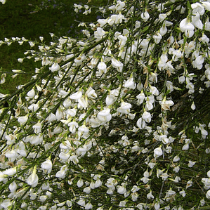 Retamo Blanco Planta Ornamental Flor