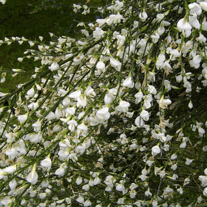 Retamo Blanco Planta Ornamental Flor 1