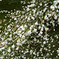 Retamo Blanco Planta Ornamental Flor - Miniatura 1