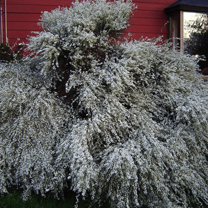 Retamo Blanco Planta Ornamental Flor 2