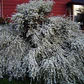 Retamo Blanco Planta Ornamental Flor - Miniatura 2