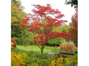 Acer Japónico 2 Mts Árbol Ornamental