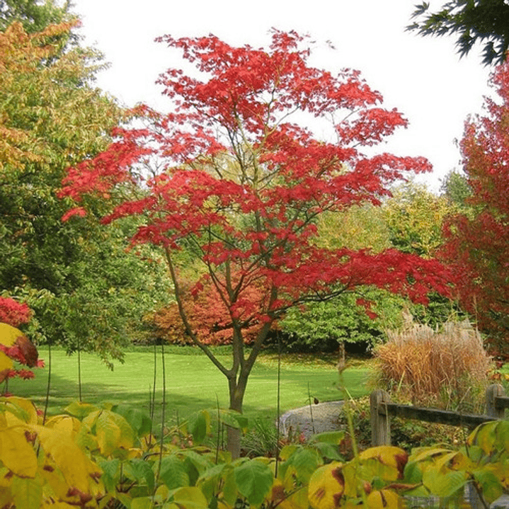 Acer Japónico 2 Mts Árbol Ornamental 1