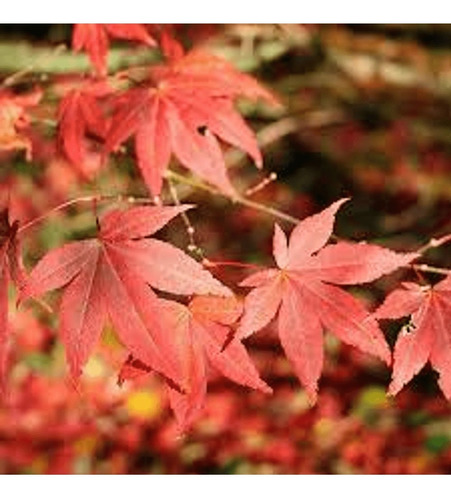 Acer Japónico 2 Mts Árbol Ornamental 2