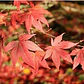 Acer Japónico 2 Mts Árbol Ornamental - Miniatura 2