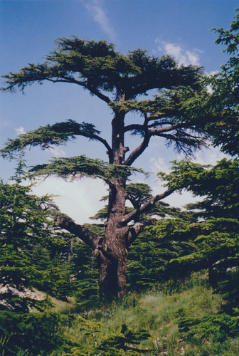 Cedro Del Libano 1,20 M / Cedrus Libani / Árbol Ornamental 1