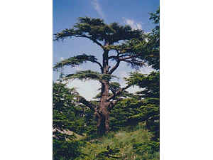 Cedro Del Libano 1,20 M / Cedrus Libani / Árbol Ornamental