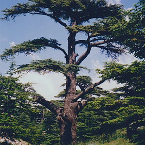 Cedro Del Libano 1,20 M / Cedrus Libani / Árbol Ornamental