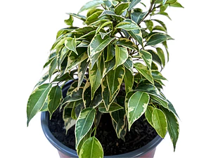 Ficus Benjamina Variegado Enano Planta Interior Ornamental