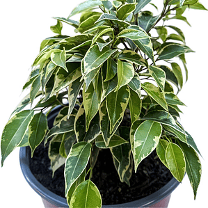 Ficus Benjamina Variegado Enano Planta Interior Ornamental
