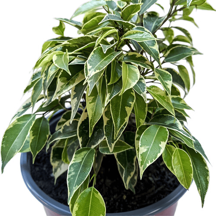 Ficus Benjamina Variegado Enano Planta Interior Ornamental 1
