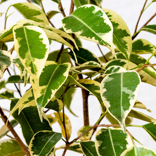 Ficus Benjamina Variegado Enano Planta Interior Ornamental 2