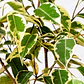 Ficus Benjamina Variegado Enano Planta Interior Ornamental - Miniatura 2