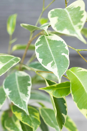Ficus Benjamina Variegado Enano Planta Interior Ornamental 3