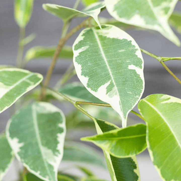 Ficus Benjamina Variegado Enano Planta Interior Ornamental 3