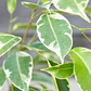 Ficus Benjamina Variegado Enano Planta Interior Ornamental - Miniatura 3
