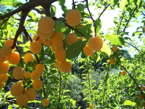 Ciruelo Reina Claudia Árbol Frutal Injertado 2