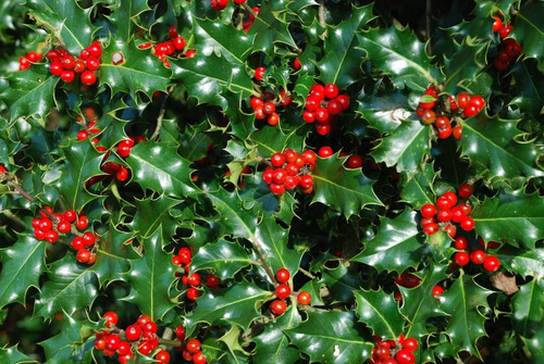 Ilex Verde /  Aquifolium / Acebo / Árbol Ornamental 1