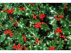 Ilex Verde /  Aquifolium / Acebo / Árbol Ornamental