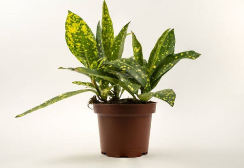Aucuba Japonica Arbusto Ornamental 1