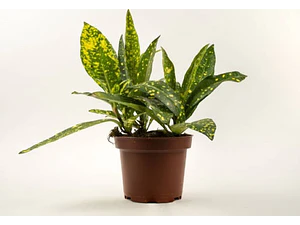 Aucuba Japonica Arbusto Ornamental