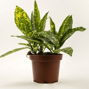 Aucuba Japonica Arbusto Ornamental