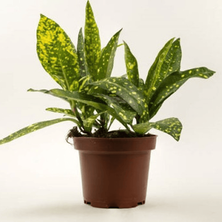 Aucuba Japonica Arbusto Ornamental 1