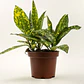 Aucuba Japonica Arbusto Ornamental - Miniatura 1