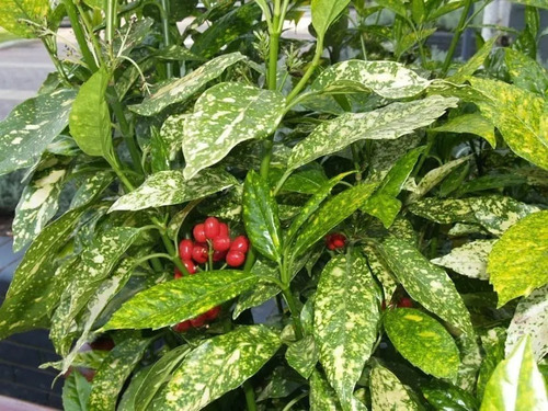 Aucuba Japonica Arbusto Ornamental 2