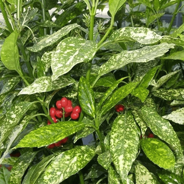 Aucuba Japonica Arbusto Ornamental 2