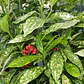 Aucuba Japonica Arbusto Ornamental - Miniatura 2