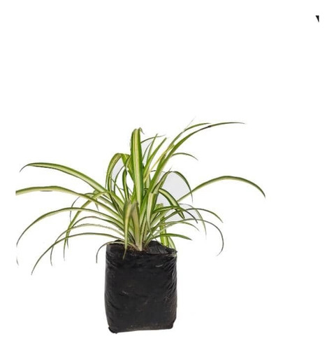 Malamadre Planta Ornamental Tamaño Pequeño  1