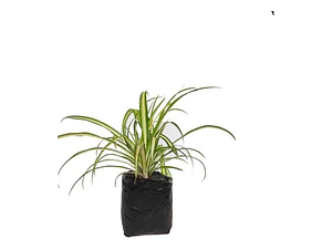 Malamadre Planta Ornamental Tamaño Pequeño 